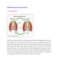 Proses pertukaran gas terjadi dengan cara difusi. Mekanisme Pernapasan Dada Dan Perut Pdf