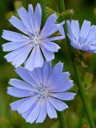 Cichorium Intybus Common Chicory Blue Dandelion See Its Profile And More Photos Here Http Worldoffl Flower Garden Plans Pretty Flowers Beautiful Flowers