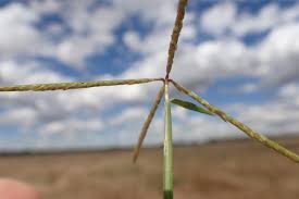 Image result for Cynodon incompletus