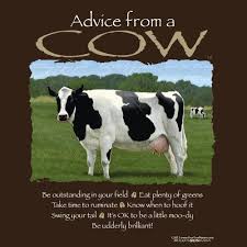 Advice From A Cow Cow Quotes Cow Cow Tshirt