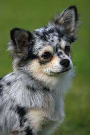 Maybe you would like to learn more about one of these? Mini Blue Merle By Sannas On Deviantart Cute Chihuahua Dog Breeds Puppies