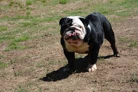 English bulldog sports a devoted personality and carries a if you're browsing puppies for sale in new york, be sure to check out this charming little pup. Healthy English Bulldogs For Sale Royal English French Bulldog Puppies Sale