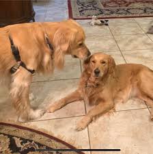 We did not find results for: Texas Goldens Retrievers Home Facebook