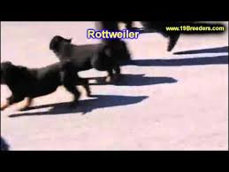 Read about our story as if unfolds in 2021. Puppies For Sale Bangor Maine Area 07 2021