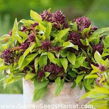 The leaf is ovate with pinnate venation and has. Thai Basil Siam Queen Seeds Ocimum Basilicum 900 Seeds Garden Seeds Market Free Shipping