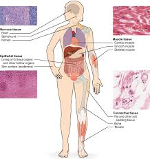 4 1 Types Of Tissues Anatomy Physiology