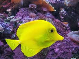 Black And Yellow Fish From Nemo 13 Finding Nemo Fish Species In Real Life With Pictures Finding Nemo Fish Finding Nemo Fish Tank Fish