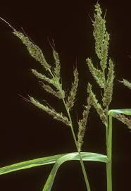 Image result for Carex echinochloe