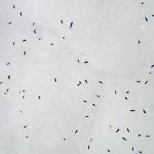 Common little black bugs in house. All About Snow Fleas A Wingless Insect