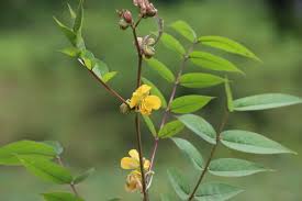 Image result for Senna occidentalis