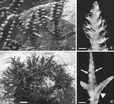 Image result for Leiothylax