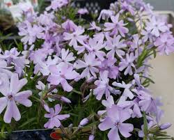 Um unkraut im garten den kampf anzusagen sind bodendecker die ideale lösung. Teppich Phlox Emerald Cushion Blue Artlander Pflanzenhof