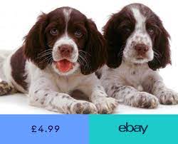 Sorbet designer dog collar and lead set. Handmade Braid Puppy Small Dog Slip Lead New 8 Mm Soft But Strong Springer Spaniel English Springer Spaniel Puppy Spaniel Puppies