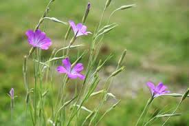 Image result for Agrostemma githago