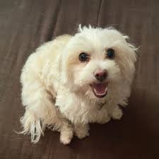 My husband with our toy Precious Clarice. It was spa Day with daddy.