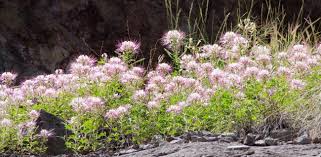 Image result for Commelina saxosa