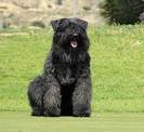 Bouvier des Flandres Dog Breed Information, Pictures ...