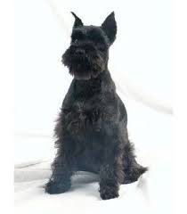 black miniature schnauzer 犬