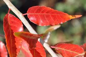 Image result for Spirostachys africana