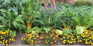 Companion Planting For The Veggie Garden Contours Landscapes