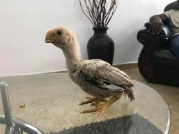 Parrot Nose And Long Tail Aseels And Chicks Home Facebook Jaw capacity, 4 adjustments, each. parrot nose and long tail aseels and