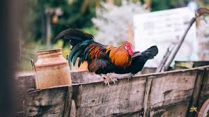 Rooster crowing compilation | roosters and their behaviour in natural habitat. Roosters And Chickens Eurobodalla Shire Council