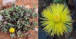 Image result for Hereroa