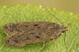 Image result for Bryotropha senectella