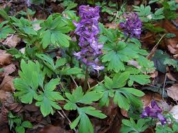 Image result for Corydalis