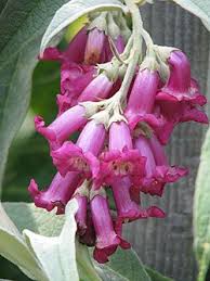 Image result for Komule střídavolisté