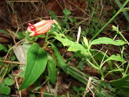 Image result for Ruellia brevifolia