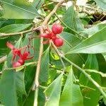 Image result for Rhabdophyllum affine