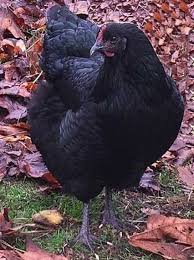 Black Australorp Chicken Egg Color Black Australorp This Breed Is Known For Its Calm Nature Good Egg Production And Excellent Foraging Abilities A True Egg Laying Chickens Egg Laying Breeds