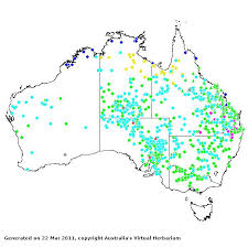 Image result for Enteropogon monostachyos