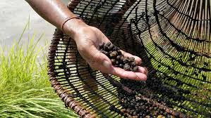 Cleaning and washing makhana