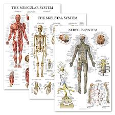 Sep 09, 2020 · once the anatomy is clearly identified under the fluorescent view we can clip and cut the cystic duct and artery safely. Best Charts Posters Buying Guide Gistgear