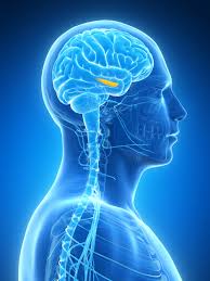 Image result for what are the 7 stages of alzheimer disease