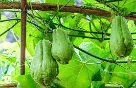 Maybe you would like to learn more about one of these? 6 Proven Methods On How To Grow Chayote Successfully