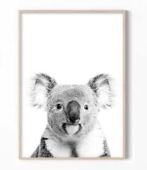 Large Black And White Animal Prints Black And White Koala Print Australian Animal Prints Australian Gifts Australian Animals Koala Wall Art Photography Print Nursery Decor Australian Animal Nursery Animal Nursery Theme Animal Wall Art