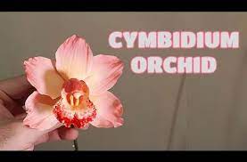 Cymbidium Orchid Gumpaste Clay Cold Porcelain Vlog 15 By Marckevinstyle Youtube Gum Paste Flowers Tutorials Sugar Flowers Tutorial Cymbidium Orchids
