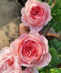 Les roses ont le charme des roses anciennes. Anne Sophie Pic Annesophiepic Rose Rosestagram Baraiegram Cutroses Pottedrose Gardenrose Florist Rosesinthailand Inmylittlega Rose Florist Flowers