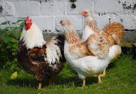 It is a popular show bird, and has many color variants. Chicken Breed Focus Wyandotte Backyard Chickens Learn How To Raise Chickens