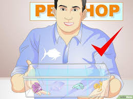How To Take Care Of A Betta Fish With Pictures Betta Fish Care Betta Betta Fish