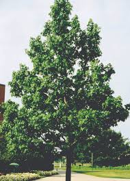 Maybe you would like to learn more about one of these? Sweetgum Msu Extension