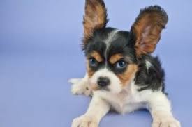 The only way they know how to effectively communicate is with their mouth, so they'll gnaw on your hand. Aggressive Puppy Warning Signs Snarling Growling Snapping And Lunging