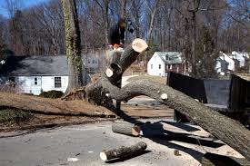 Crawford having missed his son and several of his connections, halted and unsuccessfully searched the line for them as it passed on, and then, owing to the weariness of. Tree Service In Hurst Texas A Matt Tree Service Call Today