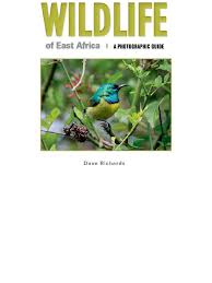 Image result for Gutenbergia rueppellii