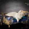 Suchen sie in stockfotos und lizenzfreien bildern zum thema katzensofa von istock. Https Encrypted Tbn0 Gstatic Com Images Q Tbn And9gctgdjxlnznxlkofghz Gss2wedfmc84pdux5bk3rsfqjcqmfgo7 Usqp Cau