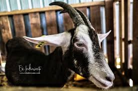 Tema idul adha warna gambar domba. Mencari Kambing Hitam Jalan Jalan Terus