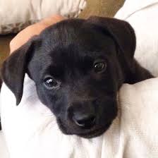 Beagle Lab Mix Puppy Black And White Pin On Pit Bull Mix